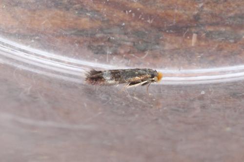 Réf. 246 086 : Stigmella sp.
